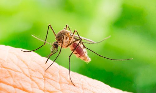 Pest Control Mosquito